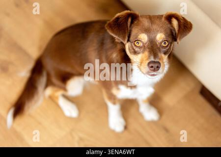 Hochwinkelporträt eines kleinen braunen und weißen Mischhundes, der auf einem Holzboden steht und aufmerksam aussieht Stockfoto