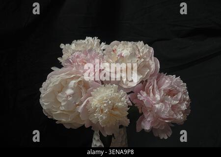 Strauß aus zarten rosa und cremefarbenen Pfingstrosen auf einem dunklen Hintergrund, Nahaufnahme einer Blumenstillebene, sanfte Blütenblätter, Kopierraum Stockfoto