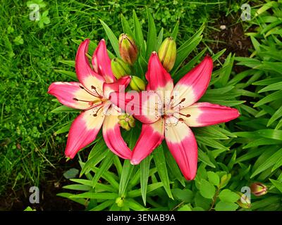 Rosafarbene und weiße Lilien blühen inmitten üppig grüner Gartenlaube Stockfoto