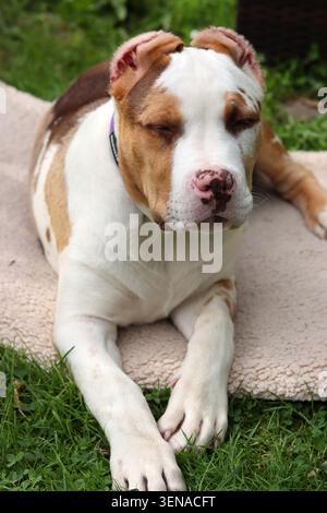 Porträt eines süßen Welpen mit rosa Nase und blauen Augen. American XL Bully Welpe im Garten. Stockfoto