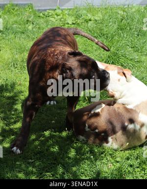 Zwei Hunde spielen im Garten an einem sonnigen Sommertag. Braune und weiße American Pit Bull Terriers Stockfoto