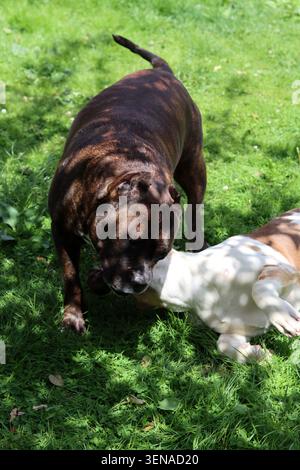 Zwei Hunde spielen im Garten an einem sonnigen Sommertag. Braune und weiße American Pit Bull Terriers Stockfoto