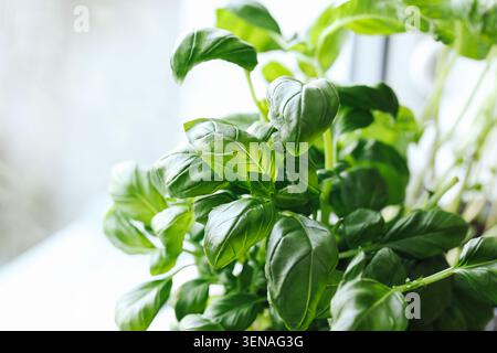 Frisches Basilikum, das in Innenräumen bei natürlichem Licht wächst. Aromatischer Kräuterhintergrund für gesundes Kochen Gartenarbeit und Bio-Küchenzutaten. Stockfoto