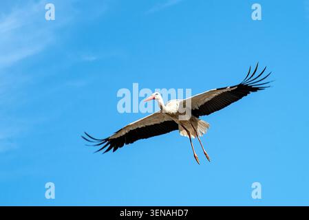 Weißer Storch fliegt in dem klaren blauen Himmel Stockfoto