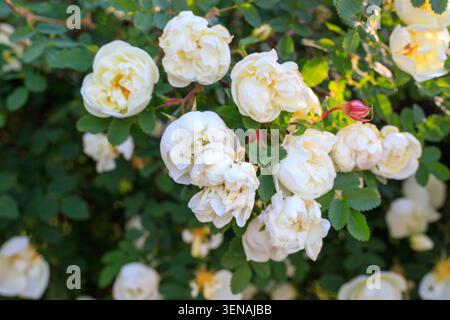 Weiße Hüftblüten, blühender Sträucher im Garten. Üppig grünes Laub bietet eine lebendige Kulisse für die Blumen. Gruppe von weißen Hagebuttenblüten Stockfoto