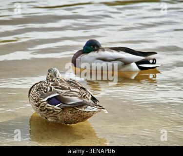 Zwei männliche und weibliche Wildenten, die auf der Wasseroberfläche ruhen Stockfoto