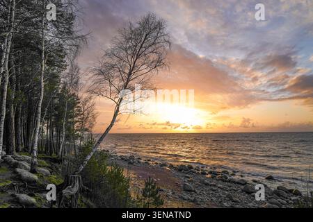 Sonnenuntergang über der Ostsee mit schiefer Birke an der felsigen Küste Lettlands Stockfoto