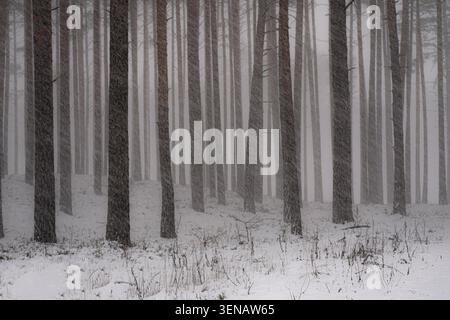 Schnee zwischen hohen Kiefern im nebeligen Winterwald in Lettland Stockfoto