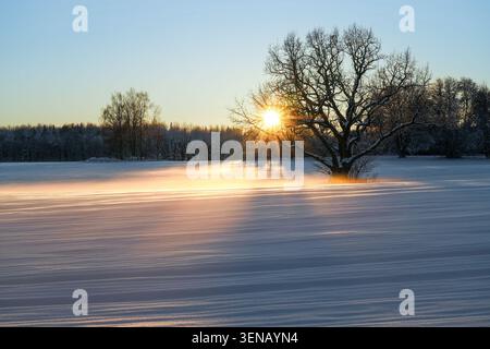 Wintersonnenaufgang über einem schneebedeckten Feld mit treibendem Schnee und einsamer Eiche in Kurzeme, Lettland Stockfoto