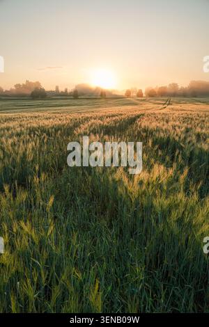 Goldenes Gerstenfeld bei Sonnenaufgang mit Morgennebel in der lettischen Landschaft Stockfoto