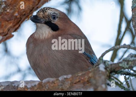 Eurasian jay (Garrulus glandarius) thront auf einem verschneiten Kiefernzweig in Latgale, Lettland Stockfoto