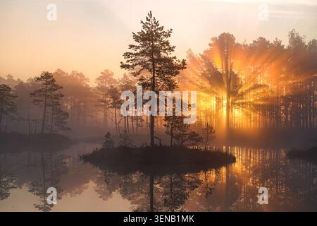Goldene Sonnenaufgangsstrahlen beleuchten eine nebelige Moorlandschaft im Laugas Bog, Lettland Stockfoto