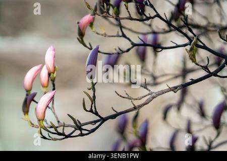 Rosafarbene Unterteller-Magnolie (Magnolia x soulangeana) Blütenknospen auf eleganten Zweigen im frühen Frühjahr, fotografiert mit weichem natürlichem Licht. Stockfoto
