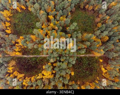 Herbstwald im Bikernieki Wald, Riga, Lettland, von oben nach unten, Blick auf farbenfrohe Wälder und Waldweg Stockfoto