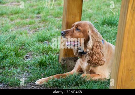 Englischer Cocker Spaniel liegt im Gras nahe einem Holzzaun Stockfoto