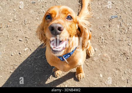 Cocker Spaniel Mündung Nahaufnahme. Blick von oben auf den Hund. Stockfoto