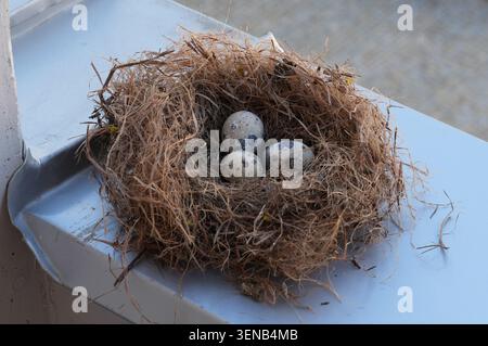 Eier in einem Vogelnest auf einem weißen Hintergrund. Eier in einem Vogelnest auf einer Fensterbank Stockfoto