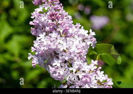 Lilafarbene Blüten auf grünem Laub im Frühjahr Stockfoto