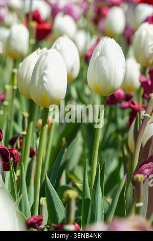 Tulpe. Schöner Blumenstrauß Tulpen. Bunte Tulpen. Tulpen im Frühling, bunte Tulpe Stockfoto