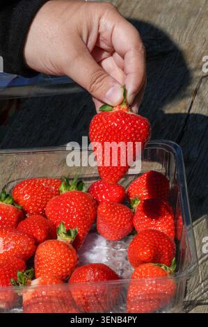 Erdbeeren in einer Plastikkiste. Eine Frau nimmt Erdbeeren aus der Kiste. Stockfoto