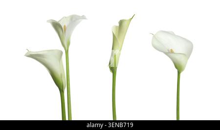 Calla-Lilie blüht isoliert auf weiß, Set Stockfoto