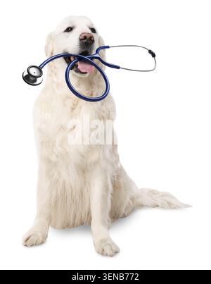 Entzückender Golden Retriever Hund mit Stethoskop auf weißem Hintergrund Stockfoto