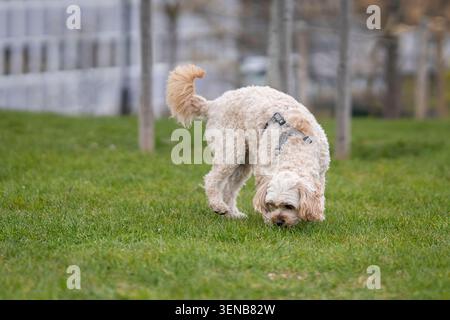 Kleiner, cremefarbener Cockapoo-Hund, der über einen grünen Rasen in einem Stadtpark läuft, in Bewegung mit geringer Tiefe des Feldes und natürlichem Außenlicht aufgenommen. Stockfoto