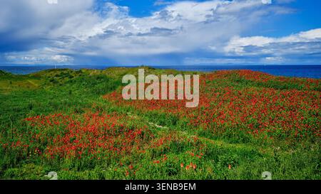 Mohnfeld Stockfoto