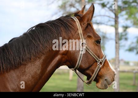Braunes Pferd steht ruhig auf einem Feld. Seine Mähne fließt sanft mit der Brise. Ein einfacher Lederhalter liegt auf dem Kopf auf. Grünes Gras und Bäume umrahmen den Stockfoto
