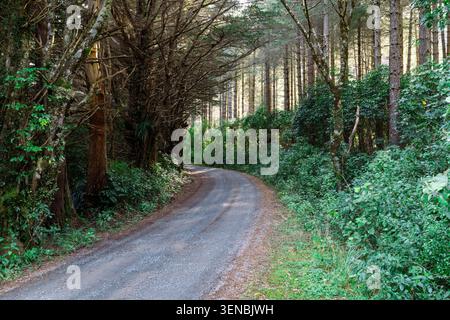 Automobilhintergrund, Schotterbahn im Geländewagen, die im Winter durch einen Wald führt, Neuseeland Stockfoto