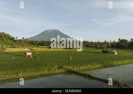 Aus der Vogelperspektive auf Reisfelder mit Person und Mount Agung Vulkan, Bali, Indonesien Stockfoto