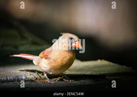 Kardinalweibchen (Cardinalis cardinalis) auf einer dunklen Holzoberfläche, Lasalle Park, Ontario. Stockfoto