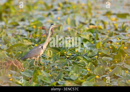 Der Graureiher (Ardea cinerea) Stockfoto