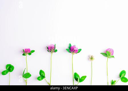 Rosafarbene Kleeblätter und grüne Blätter in minimalistischer Reihe auf hellem Hintergrund angeordnet, botanische Komposition mit Kopierraum. Stockfoto