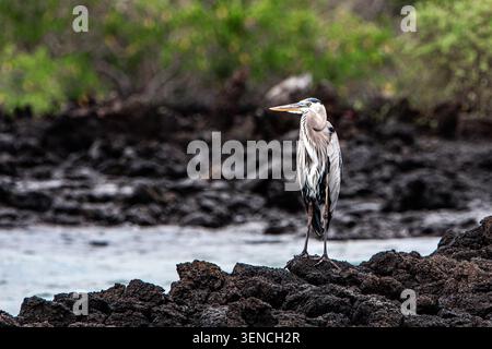 Ein großer blauer Reiher, der auf zerklüfteten vulkanischen Felsen entlang einer Küstenlagune thront und elegantes Gefieder in seinem natürlichen Inselhabitat zeigt. Stockfoto