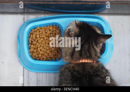 Katze genießt Futter aus der blauen Schüssel in ruhiger Küche Stockfoto