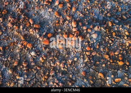 Eine detaillierte Nahaufnahme von trockener, ausgetrockneter Erde mit feinen Rissen und verstreuten rötlich-orangen Lateritsteinen. Stockfoto