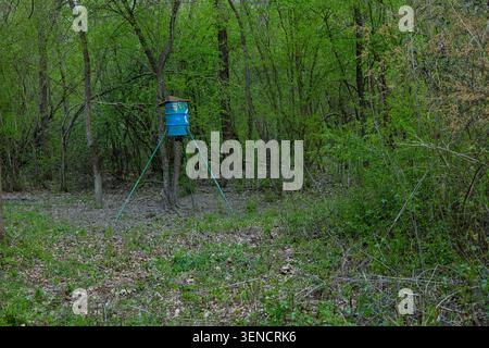 Blaues Tonnenhirschfutter steht auf einem Stativ in einer grünen Frühlingswaldlichtung, umgeben von dichten Bäumen und Unterholz. Rustikale Jagdausrüstung EV Stockfoto