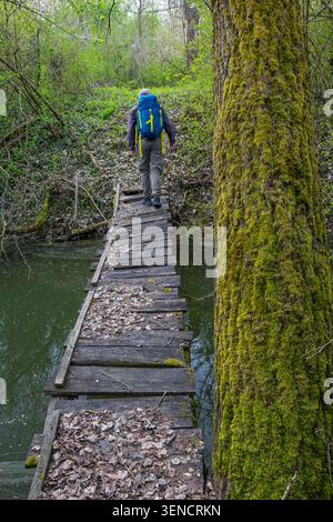 Ein einsamer Wanderer mit blauem Rucksack geht über eine schmale, verwitterte Holzbrücke über einen langsamen Bach, umgeben von moosbedeckten Bäumen und frischem Gier Stockfoto