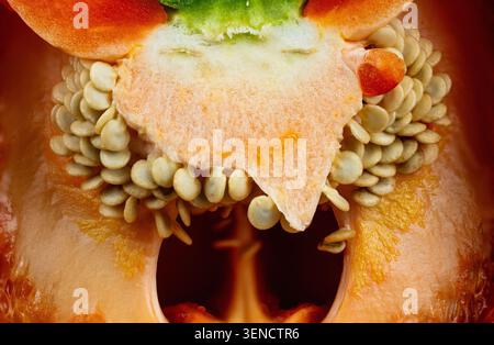Detaillierte Innenansicht einer süßen Paprika mit Bio-Samenmuster in lebendigen Farben Stockfoto