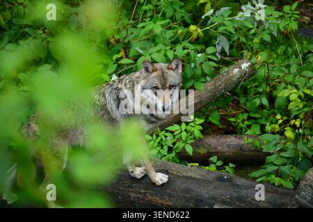 Europäischer Grauer Wolf (Canis Lupus) durch Laub im Wald. Nationalpark Sumava, Böhmischer Wald, Tschechische Republik Stockfoto