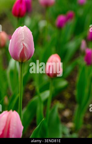 Rosafarbene Tulpen blühen in einem Garten mit leuchtend grünen Blättern und verschwommenem Hintergrund mit zusätzlichen Blumen in verschiedenen Farben Stockfoto