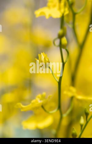 Vertikale Makroaufnahme einer eleganten gelben Orchideenblüte auf einem schmalen grünen Stiel im Sommergarten Stockfoto