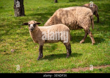 Junge Schafe auf grüner Weide mit Herde im Hintergrund. Ländliche Landwirtschaft und nachhaltiges Zuchtkonzept Stockfoto