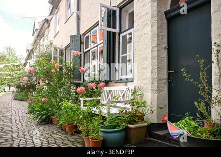 Bürgersteigärten vor historischen Häusern, mit rosa Rosen und vielen Topfpflanzen, die einen Kopfsteinpflasterweg in der Altstadt von Lübeck säumen Stockfoto