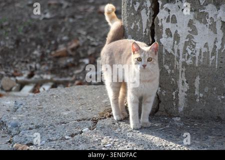 Streunende orangene Tabbykatze auf der Straße Stockfoto
