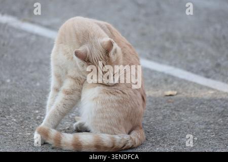Streunende orangene Tabbykatze auf der Straße Stockfoto