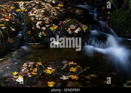 Gefallene Herbstblätter in Gelb und Braun ruhen auf moosbedeckten Felsbrocken, während das Wasser bei langer Exposition zwischen den Felsen kaskadiert Stockfoto