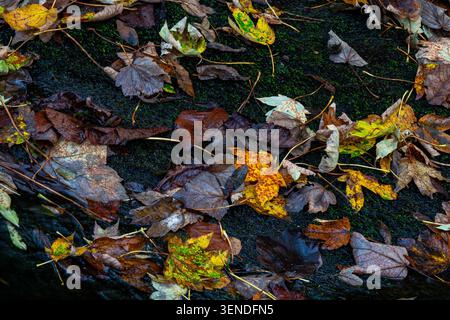 Verstreute Herbstblätter in Braungelb und Orange ruhen auf einem dunklen, mit Moos bedeckten Felsen Stockfoto