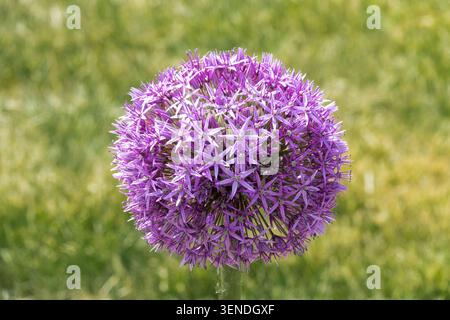 Riese Allium, Allium giganteum „Globemaster“ Stockfoto